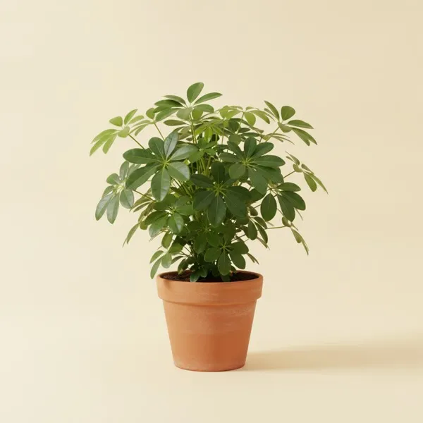 Strahlenaralie (Schefflera arboricola)