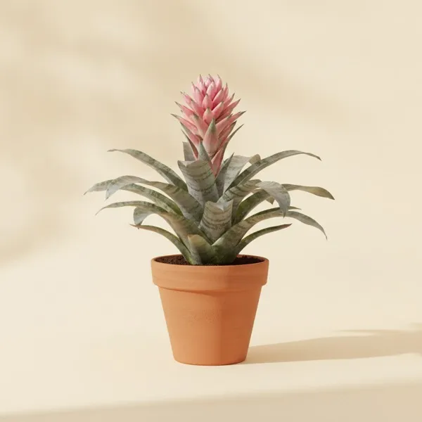 Silberne Lanzenrosette (Aechmea fasciata)