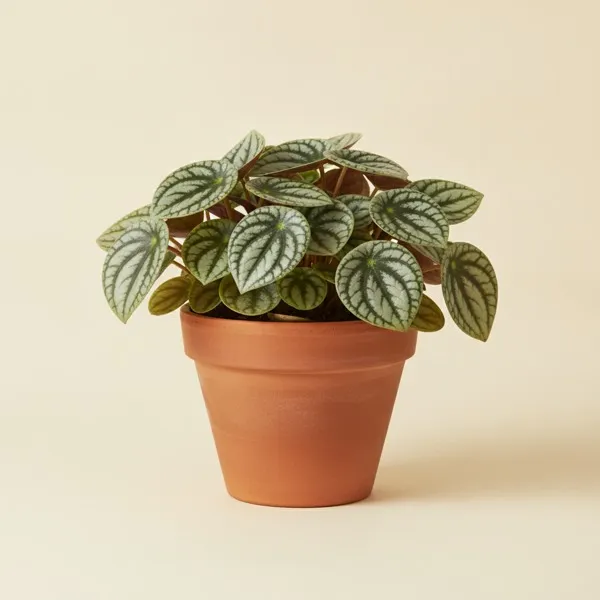 Melonenpeperomie (Peperomia argyreia)