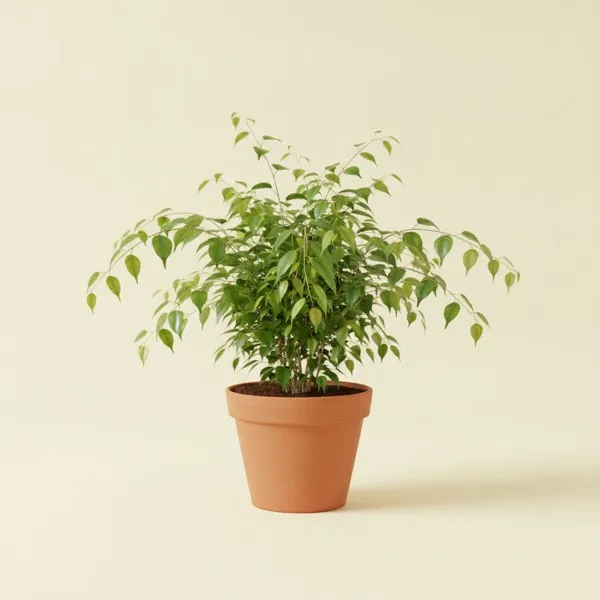 Birkenfeige (Ficus benjamina)