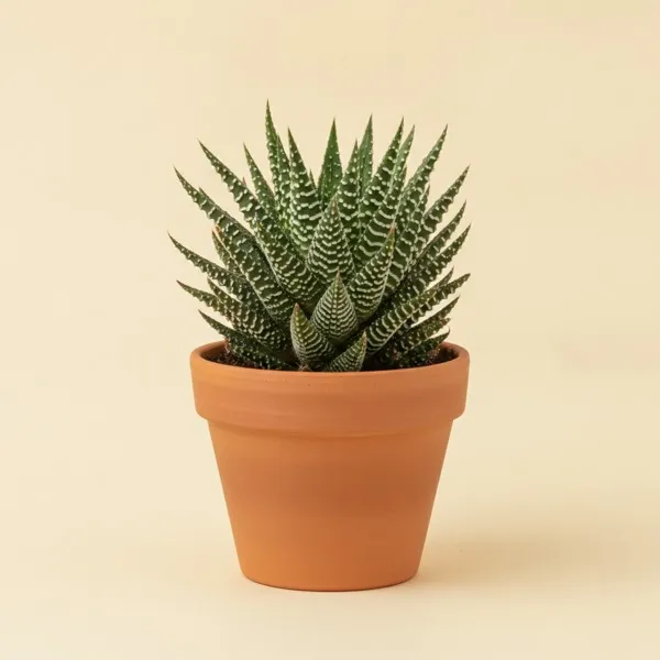 Zebra-Haworthie (Haworthiopsis attenuata)