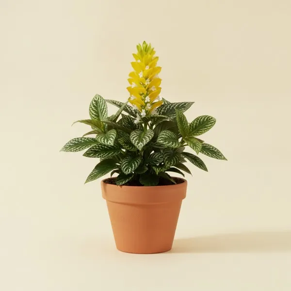 Zebrapflanze (Aphelandra squarrosa)