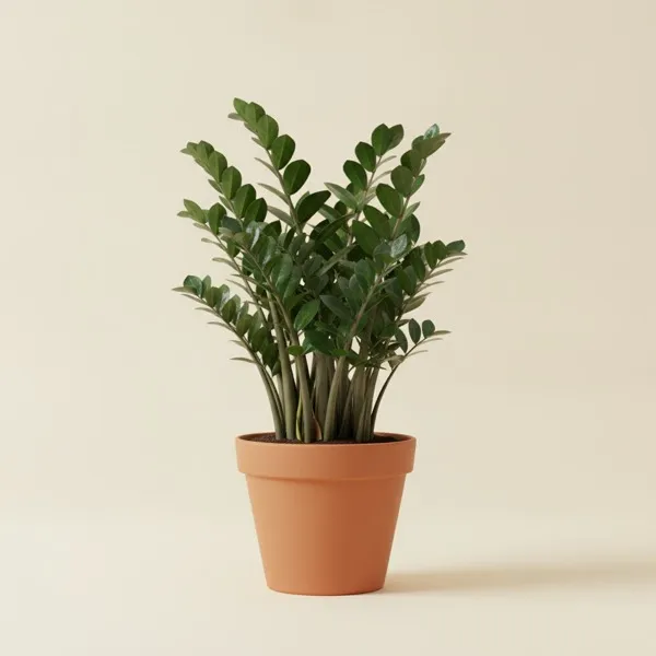 Glücksfeder (Zamioculcas zamiifolia)